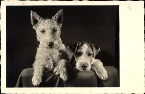 Foto Ak Zwei Terrier, Hundeportrait