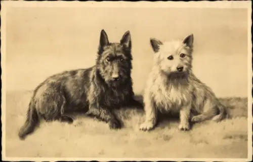 Ak Hundeportrait, zwei Terrier
