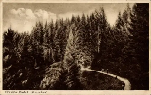 Ak Krynica Zdrój Polen, Waldlandschaft, Wanderweg,  Chodnik Mravincicsa