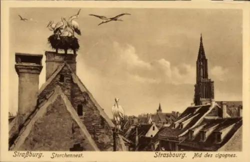 Ak Strasbourg Straßburg Elsass Bas Rhin, Störche im Storchennest