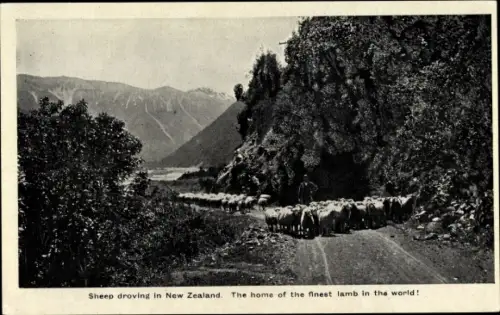 Ak Neuseeland, Sheep droving in New Zeland.