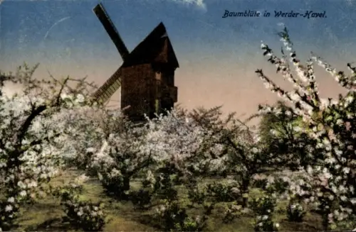Ak Werder an der Havel, Baumblüte, Windmühle