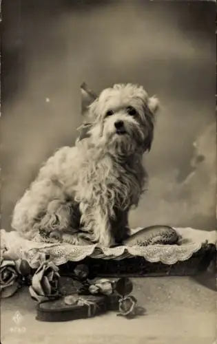 Ak Hund, Tierportrait