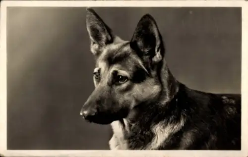Ak Schäferhund, Tierporträt