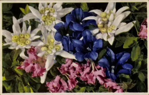 Ak Blumen, Edelweiß