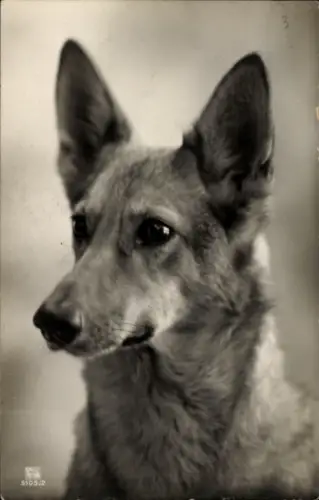 Ak Hund, Tierportrait