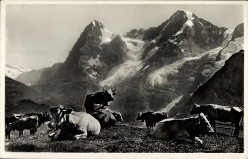 Ak Berglandschaft, Kühe