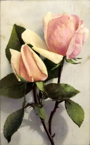 Ak Rosa Rosen, Rosenblüten