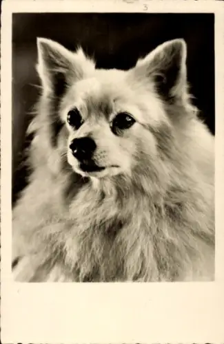 Ak Hund, Tierportrait