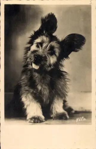 Ak Hund, Tierportrait