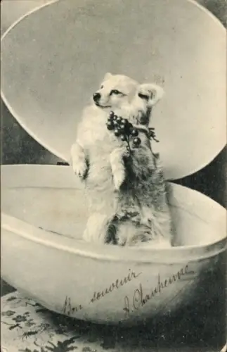 Ak Hund, Tierportrait