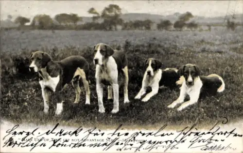 Ak Jagdhunde, Tierportrait