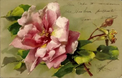 Künstler Ak Klein, Catharina, Rosa Rosenblüte