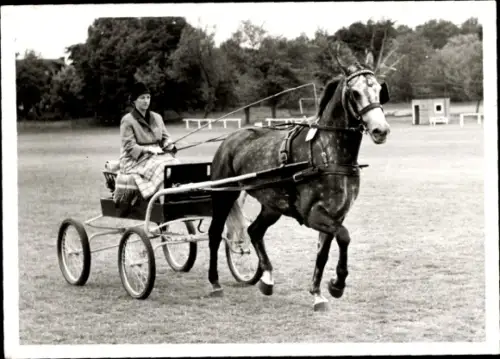 Foto Fahrturnier, Pferd  mit Wagen, Hannover