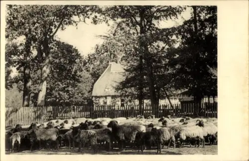 Ak Dorfpartie, Schafherde