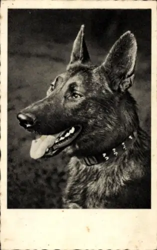 Ak Schäferhund, Tierportrait