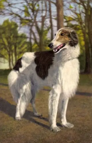 Ak Windhund, Hundeportrait