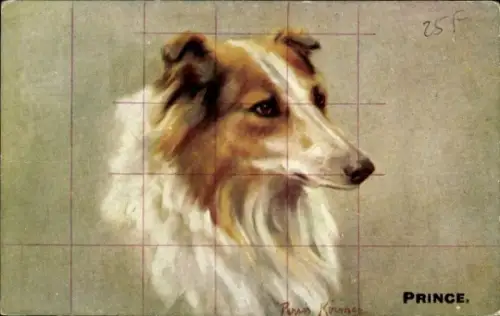 Künstler Ak Collie, Hund, Tierportrait