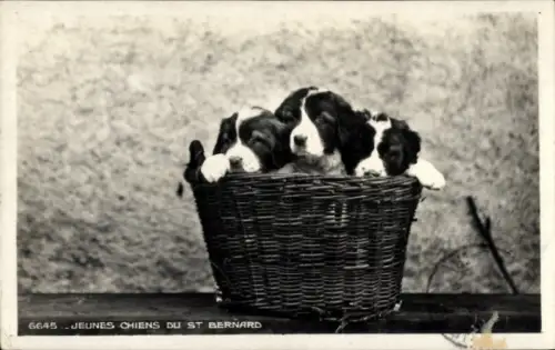 Ak Bernhardiner, Welpen, Tierportrait