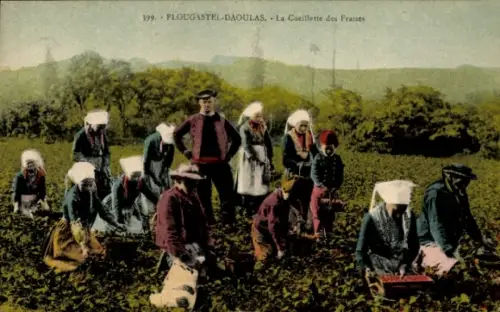 Ak Arbeiter beim Erdbeeren pflücken