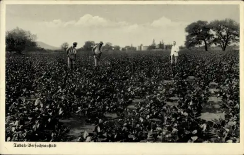 Ak Namibia Deutsch Südwestafrika, Tabak-Versuchsanstalt