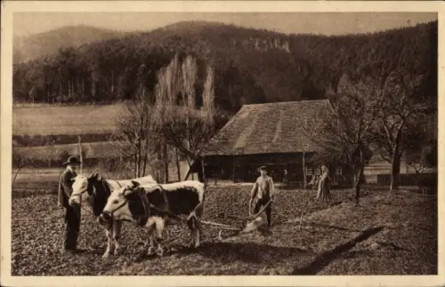 Ak Landwirtschaft, Ochsenpflug