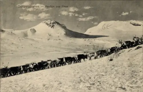Ak Norwegen, Bergensbanen, Rentierherde