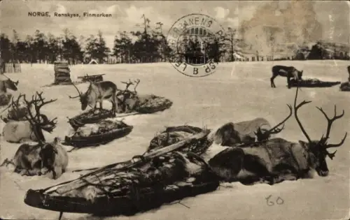 Ak Norwegen, Rentiere rasten