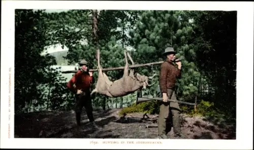 AK New York State USA, Jagd in den Adirondack Mountains, Hirsche