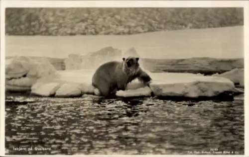 Ak Norwegen, Isbjørn på Svalbard, Eisbär beim Baden, Eisschollen