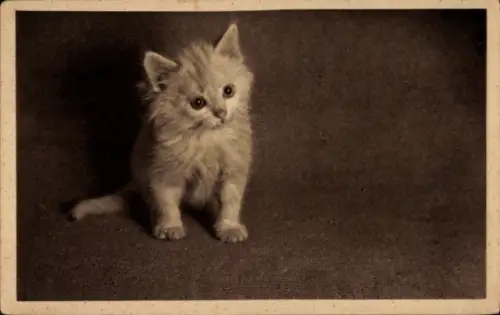 Ak Tierportrait, junge Katze