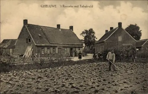 Ak Gheluwe Geluwe Westflandern, 't Roozeke met Tabakveld