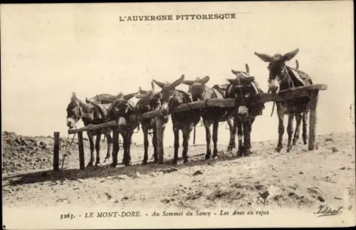 Ak Le Mont Dore, Auf dem Gipfel von Sancy, Die ruhenden Esel