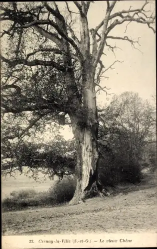 CPA Cernay la Ville des Yvelines, Le vieux Chêne