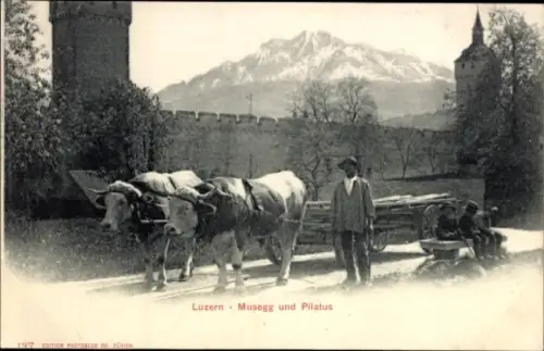 Ak Luzern Schweiz, Blick auf Musegg und Pilatus, Kühe