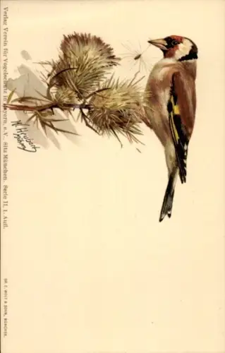 Künstler Ak Heubach, W., Stieglitz