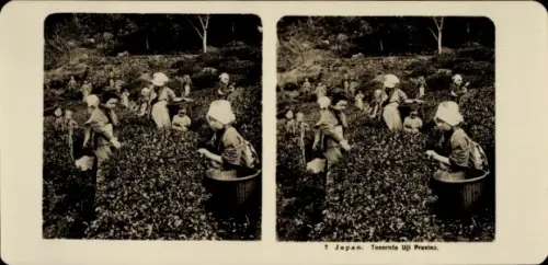 Stereo Foto Japan, Provinz Uji, Teeernte