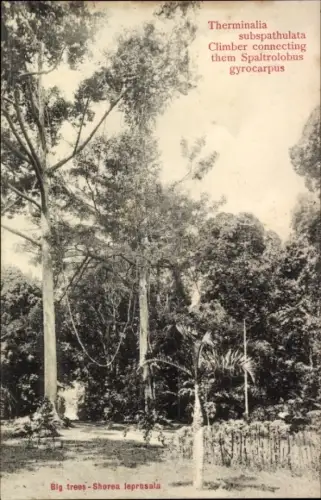 Ak Singapore Singapur, Botanical Gardens, Terminalia subspathulata