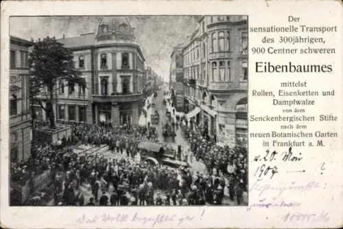 Ak Frankfurt am Main, Transport 300-jähriger Eibenbaum vom Senckenberg-Stift zum Botanischen Garten