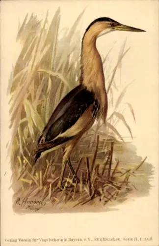 Künstler Ak Heubach, W., Zwergrohrdommel