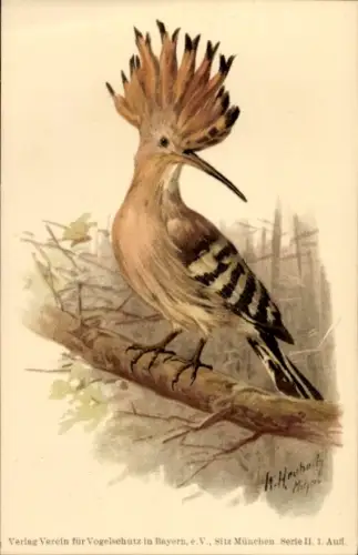 Künstler Ak Heubach, W., Wiedehopf