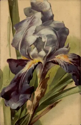 Künstler Ak Klein, Catharina, Iris