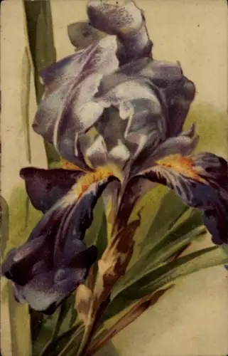 Künstler Ak Klein, Catharina, Iris