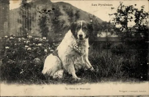 Ak Pyrenäenberghund, Tierportrait