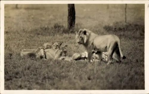 Ak Löwen bei der Zebrajagd