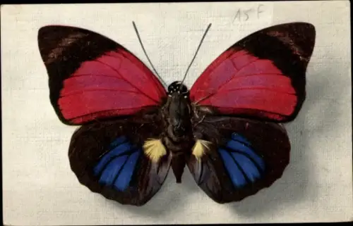 Ak Schmetterling Agrias Sardanpalus