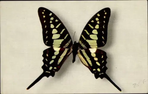 Ak braun schwarz weißer Schmetterling, Papilio Antheus