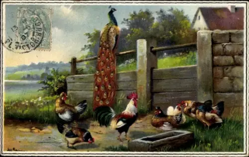 Künstler Ak Hahn mit Hühnern, Pfau