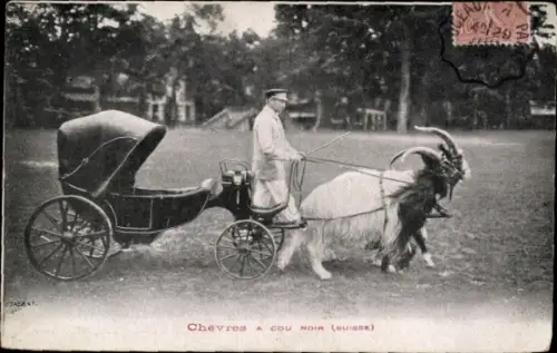 Ak Schweiz, Chèvres à Cou Noir, Ziegenkutsche