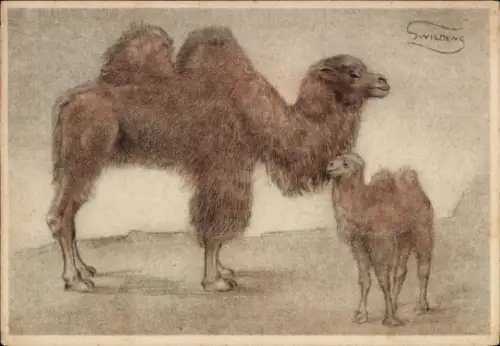Künstler Ak Kamel mit Jungtier